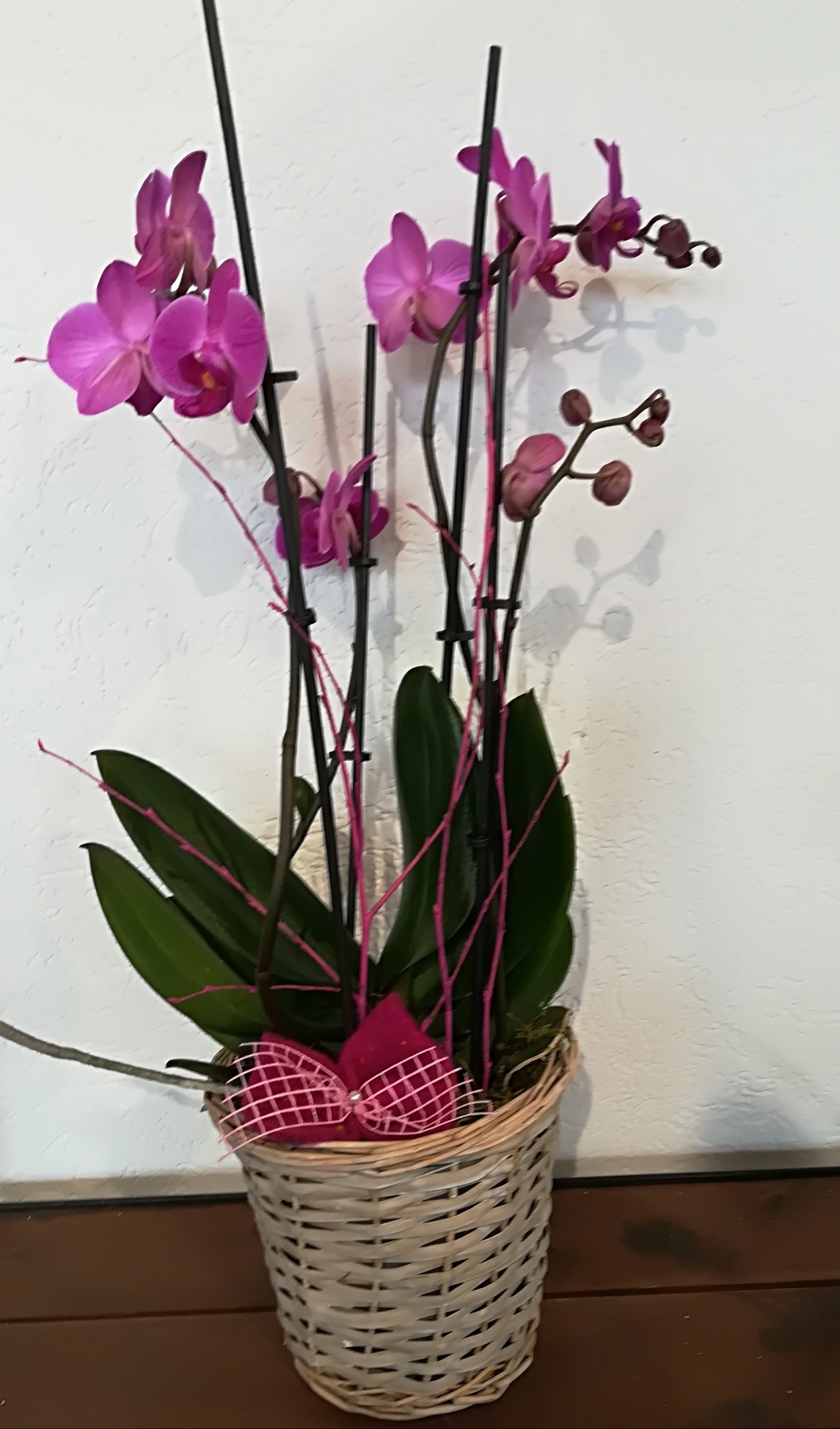 TP 2   Phalaenopsis pink mit Korb Bild 1