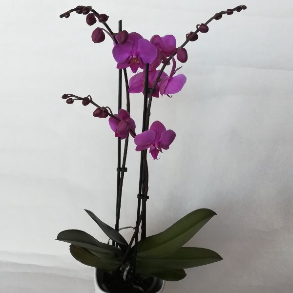 TP11  Phalaenopsis ohne Übertopf Bild 1